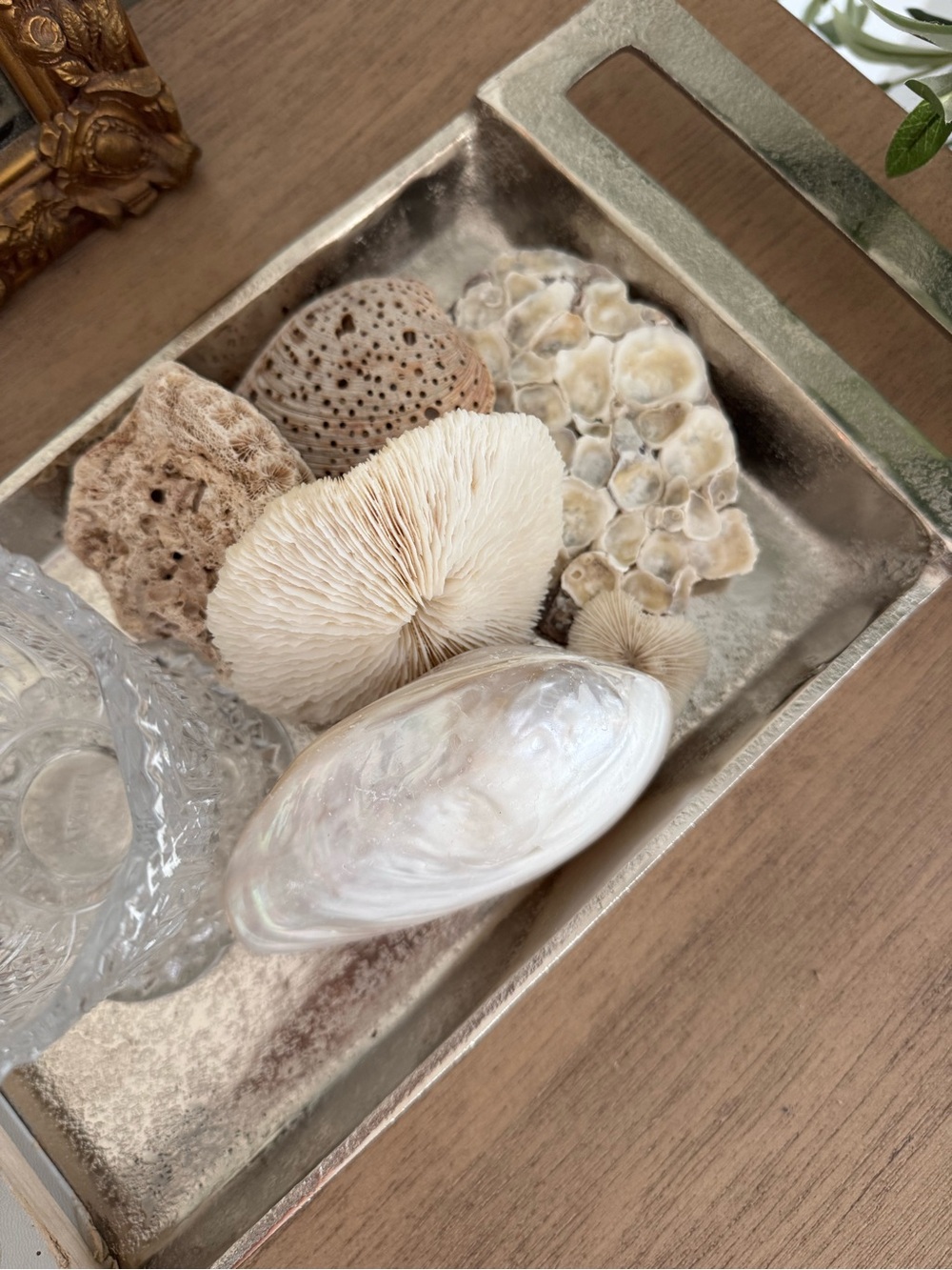 Natural Shells and Coral - 6pcs